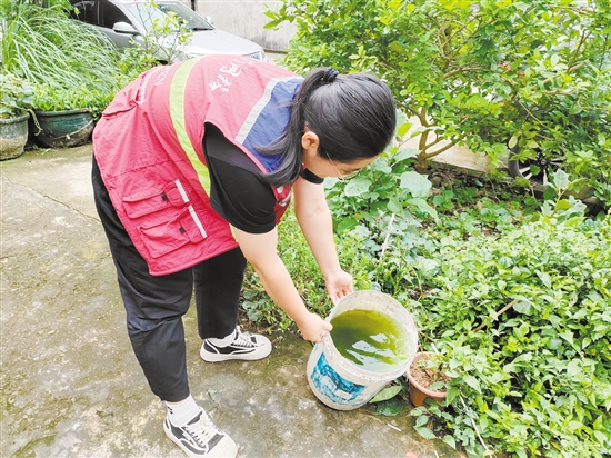 市疾控中心工作人員清理積水以預(yù)防登革熱。