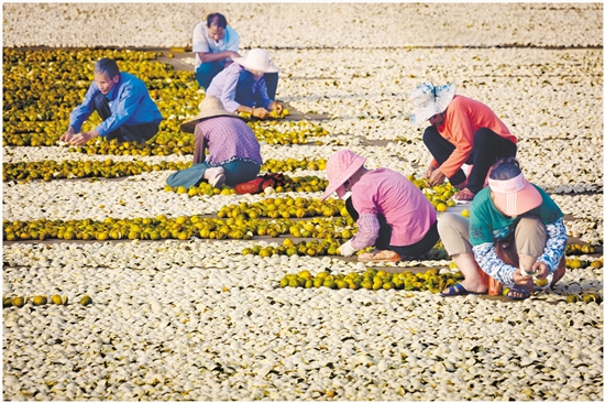 2023年，新會(huì)陳皮全產(chǎn)業(yè)鏈總產(chǎn)值達(dá)230億元。