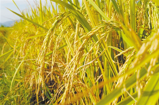 江門金黃色的稻谷呈現(xiàn)出一幅美麗鄉(xiāng)村畫卷，吸引游人來(lái)欣賞田園風(fēng)光。