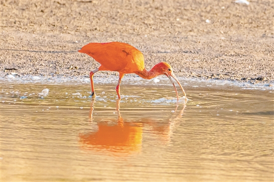 這只美洲紅鹮在淺水區(qū)覓食。