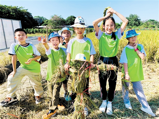 江門日?qǐng)?bào)青蘋果研學(xué)活動(dòng)帶小朋友們體驗(yàn)割禾的樂趣。宋思瑜
