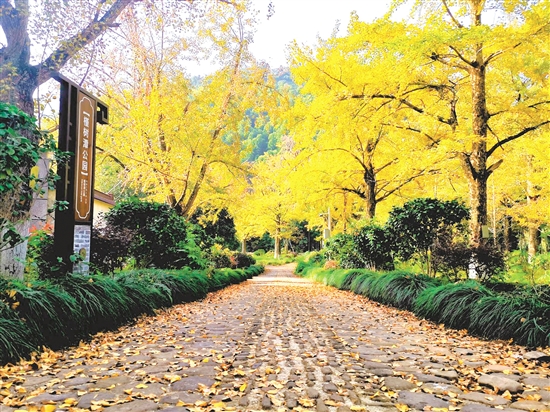 八都岕十里古銀杏長(zhǎng)廊，成了游客尋覓秋日童話(huà)的浪漫之地。