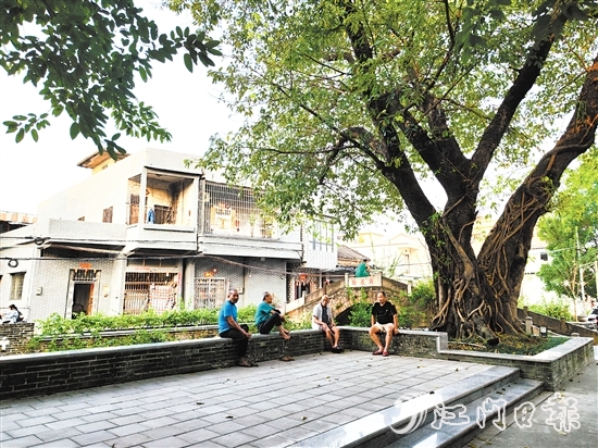 老人們在古榕樹下乘涼話家常。