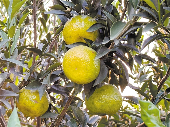 新會柑進入“二紅”采摘期。