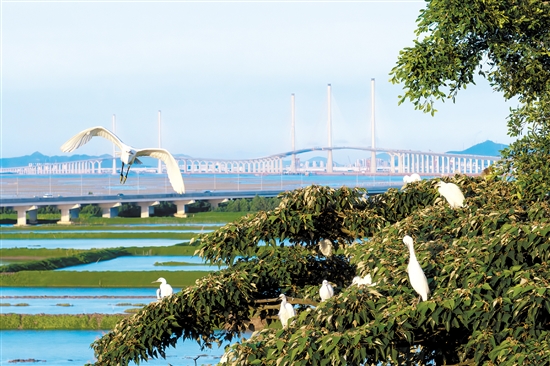 飛舞的白鷺和遠(yuǎn)處的黃茅?？绾Ｍǖ罉?gòu)成一幅畫。