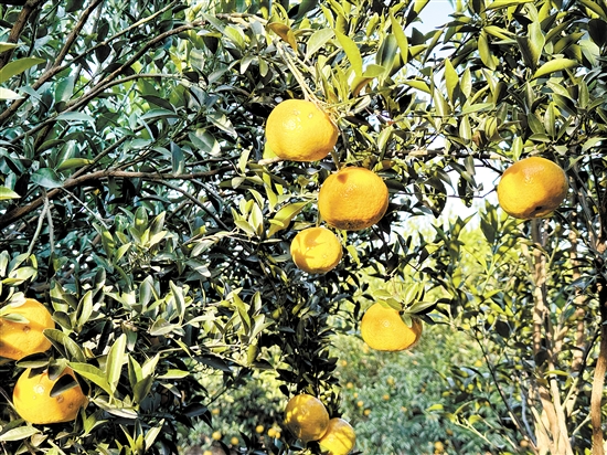 新會(huì)柑進(jìn)入大紅柑采摘期。