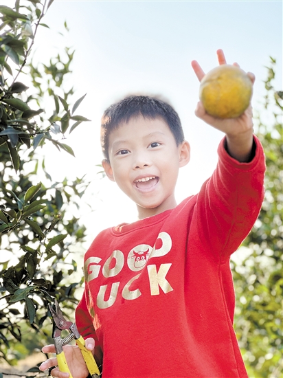 不少親子家庭體驗(yàn)摘柑樂(lè)趣。