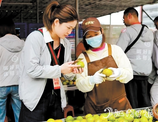 游客在柑園動(dòng)手開皮，體驗(yàn)新會(huì)陳皮的制作過程。