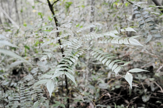 申猴——猴耳環(huán)