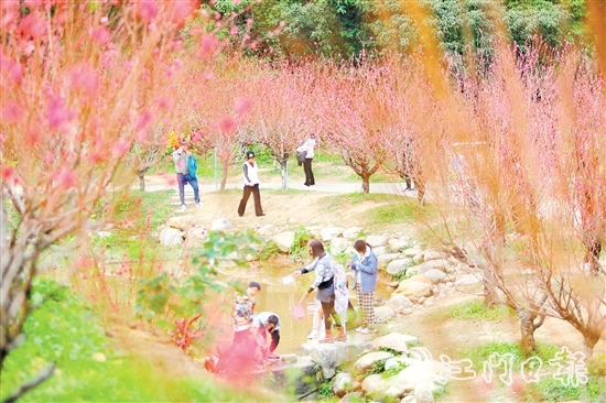 白水帶風(fēng)景區(qū)桃花盛開(kāi)，吸引大量游客前來(lái)打卡。付師華