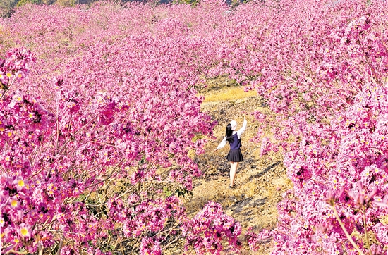 鶴山市共和鎮(zhèn)來蘇村的紫花風(fēng)鈴木綻放。