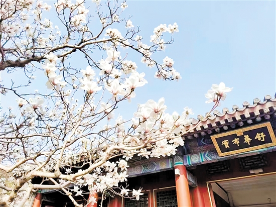 春天，北京頤和園的白玉蘭盛放，尋芳賞春正當(dāng)時(shí)。