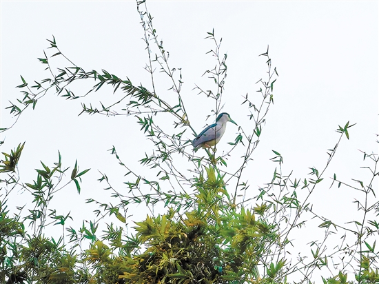 小鳥(niǎo)佇立枝頭。