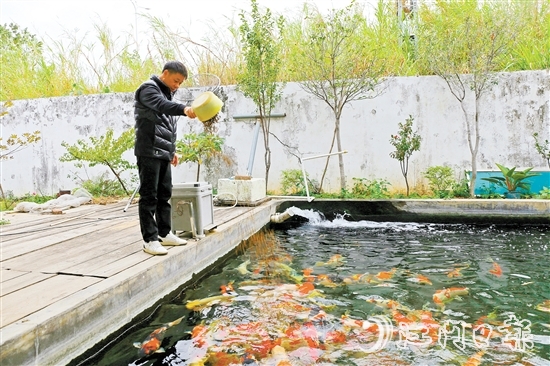 在新港錦鯉養(yǎng)殖場，場主劉耀新將餌料一撒而下，塘中色彩艷麗的錦鯉蜂擁而至，爭搶食物。