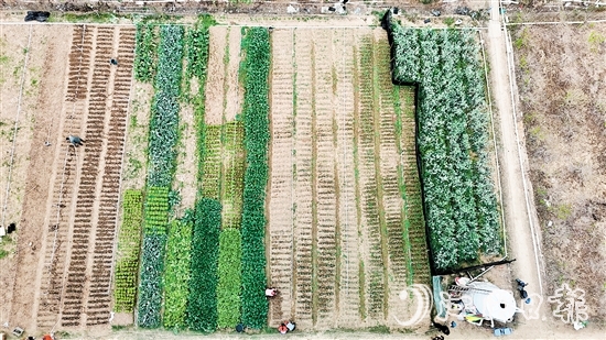 村民劉錦雄在呂步村租用約0.8公頃富含礦物質和微量元素的優(yōu)質土地，開展荷塘芥蘭培育工作。