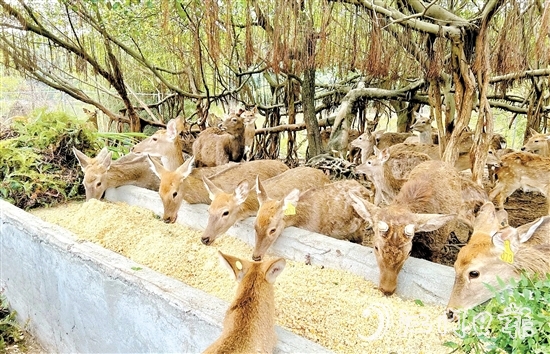 位于雅瑤鎮(zhèn)的棱壩梅花鹿生態(tài)農(nóng)場內(nèi)，百鹿呦鳴。