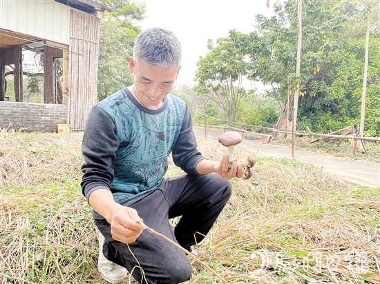 勞浩山介紹赤松茸時滔滔不絕。