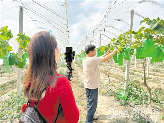 專業(yè)主播手持手機在農(nóng)場直播帶貨。
