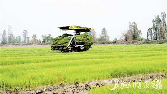 插秧機(jī)在農(nóng)田來回穿梭，運(yùn)送秧苗。