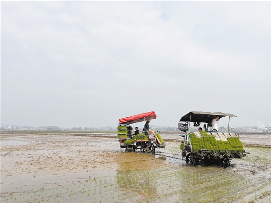 插秧機(jī)在田間穿梭作業(yè)，提高了插秧的效率。