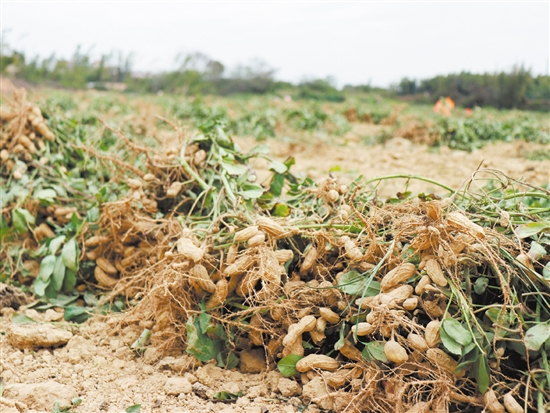 鶴城鎮(zhèn)南中村去年種下的花生迎來了收獲。