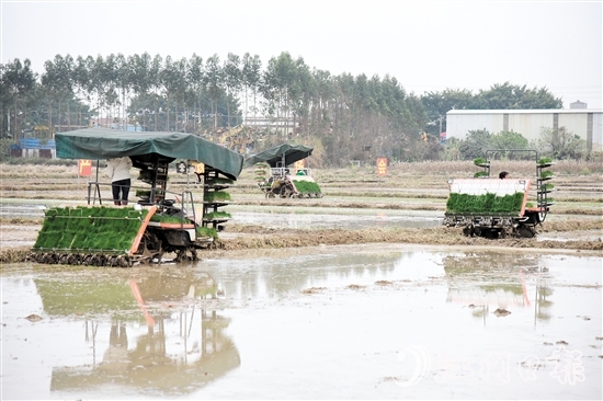 恩平市全力組織開展春耕生產(chǎn)，田間地頭一派熱火朝天的景象。