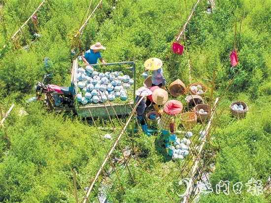 科技品牌雙輪驅(qū)動(dòng)下，潭碧冬瓜打出了品牌效應(yīng)。