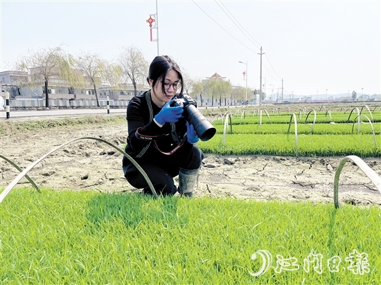 尹曉婷到田里查看秧苗成長情況。