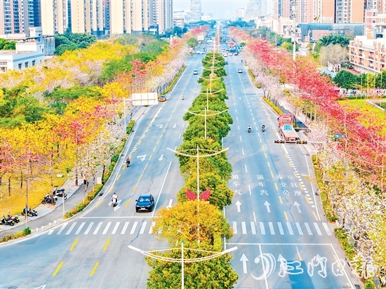 在無人機(jī)航拍鏡頭下，金甌路西延線綿延幾公里的花帶令人驚艷，宛如一幅流動(dòng)的繁花長卷。劉瓊