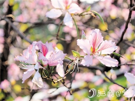 在沙坪河南岸濕地公園，宮粉紫荊燦爛綻放。