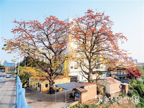沙坪街道谷埠橋頭挺立著兩株高大的木棉花，花朵落下，為房屋和街道染上一片“英雄色”。