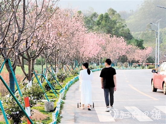鶴城鎮(zhèn)城西村忠心崗櫻花大道迎來了櫻花盛開的時(shí)節(jié)，游客們在櫻花香中漫步。