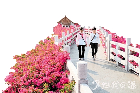 走進(jìn)沙坪街道北湖公園，在九曲橋兩側(cè)，怒放的三角梅形成一條“水上花廊”。