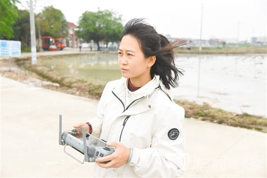 李坤蘭在田埂邊操作植保無人機(jī)。
