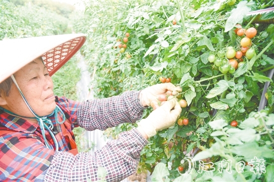 水塘村的圣女果迎來(lái)收獲季，農(nóng)戶忙著采摘。