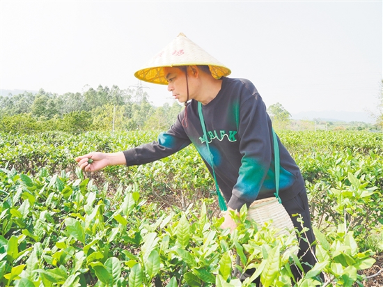 莫華振在茶園里采摘春茶，經(jīng)過數(shù)年培育，今年茶園迎來豐收。