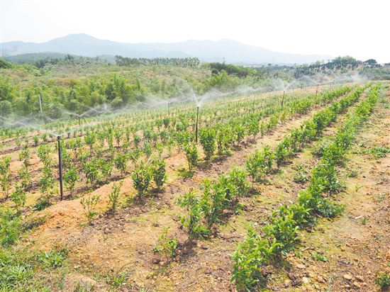 鶴山市真斗茶業(yè)有限公司的新茶園配備了自動(dòng)噴淋系統(tǒng)，為茶樹生長提供充足水分。