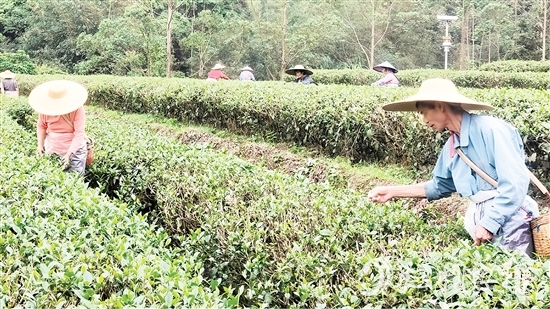 茶農(nóng)們正抓緊采摘春茶。