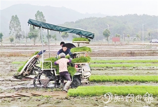試驗(yàn)基地在開展鹽堿地改造、耐鹽堿水稻試驗(yàn)的同時(shí)，帶動(dòng)周邊農(nóng)戶參與，讓村民實(shí)現(xiàn)“家門口”就業(yè)。