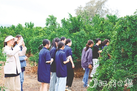 港澳學(xué)子們在沙湖鎮(zhèn)和平村的茶枝柑種植基地深入了解恩平茶枝柑產(chǎn)業(yè)的發(fā)展現(xiàn)狀。