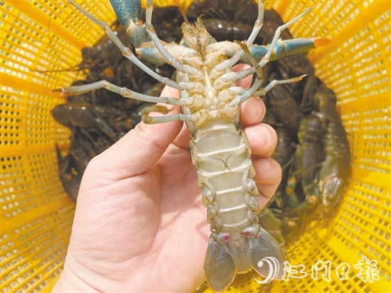 澳洲藍(lán)龍蝦品質(zhì)優(yōu)、價(jià)格高。