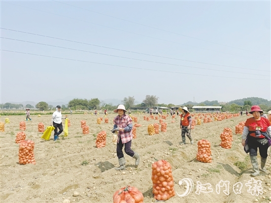 恩平市作為全省“社村合作”12個(gè)試點(diǎn)之一，“社村合作”通過技術(shù)支持、拓寬渠道、品牌賦能等方式，助力馬鈴薯產(chǎn)業(yè)向好發(fā)展。