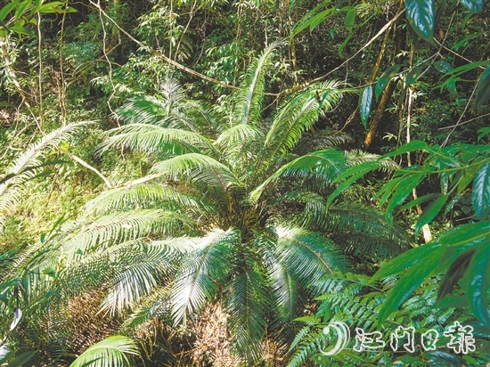 七星坑保護(hù)區(qū)內(nèi)首次發(fā)現(xiàn)國(guó)家一級(jí)保護(hù)植物——仙湖蘇鐵。