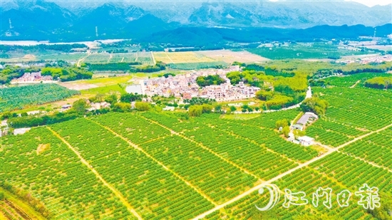 沙湖鎮(zhèn)是恩平茶枝柑種植的核心產(chǎn)區(qū)。