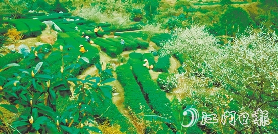 大沙鎮(zhèn)得天獨(dú)厚的自然環(huán)境孕育了品質(zhì)優(yōu)異的大沙茶。