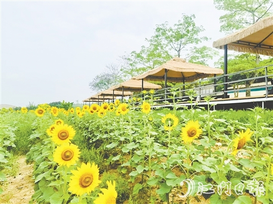 行走在西坑村，綠樹(shù)成蔭、鮮花盛開(kāi)、空氣清新，一幅生態(tài)宜居的美麗鄉(xiāng)村畫(huà)卷徐徐展開(kāi)。