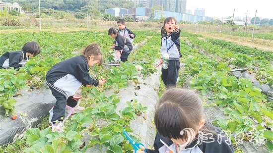 每逢周末，不少孩子來到臺城街道桂水村的小鮮農(nóng)場體驗采摘果蔬的樂趣。