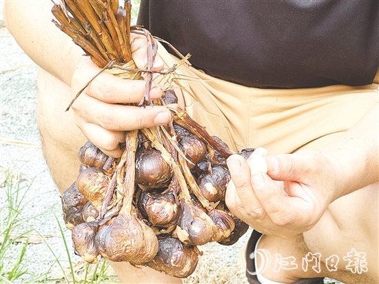 金山火蒜。