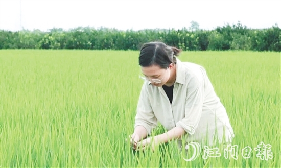 王蒙主要負責水稻、玉米的新品種選育、比較試驗及示范推廣工作。