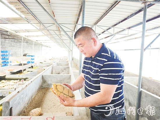 莫立覺仔細觀察種龜?shù)纳L情況。